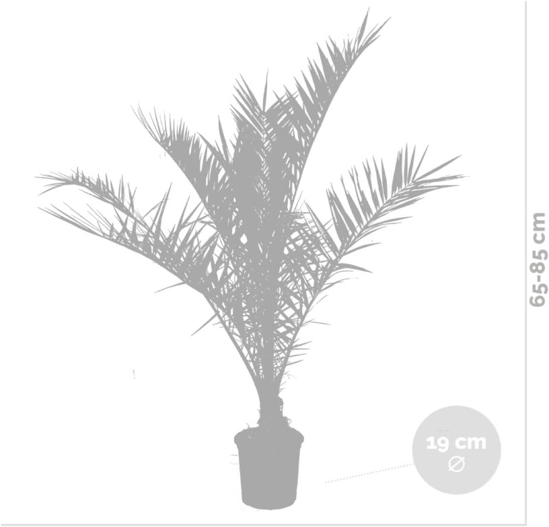 2 palmiers Phoenix Canariensis véritable – Image 2