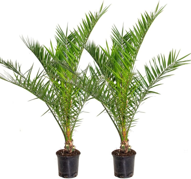 2 palmiers Phoenix Canariensis véritable