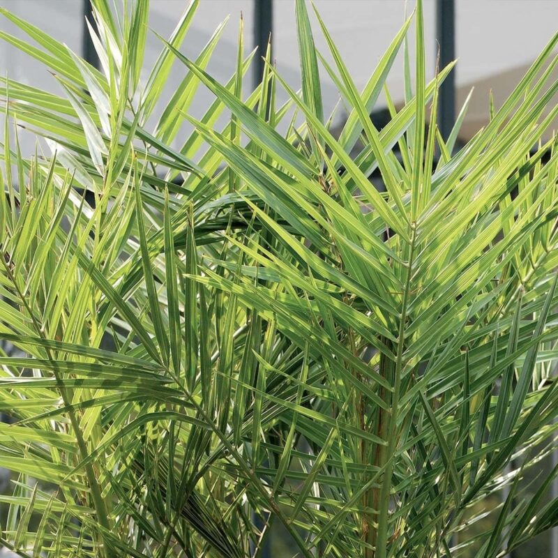 2 palmiers Phoenix Canariensis véritable – Image 4